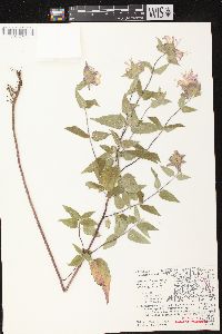 Monarda fistulosa subsp. fistulosa image