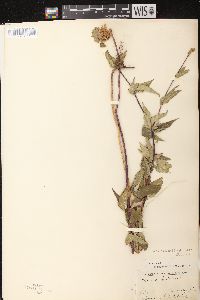 Monarda fistulosa subsp. fistulosa image