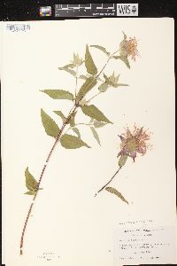 Monarda fistulosa subsp. fistulosa image