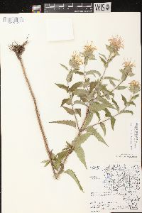 Monarda fistulosa subsp. fistulosa image