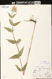 Monarda fistulosa subsp. fistulosa image