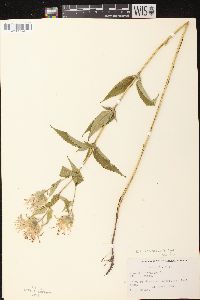 Monarda fistulosa subsp. fistulosa image