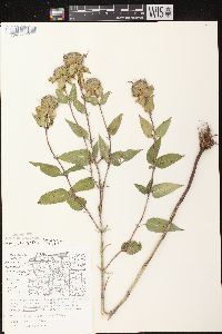 Monarda fistulosa subsp. fistulosa image