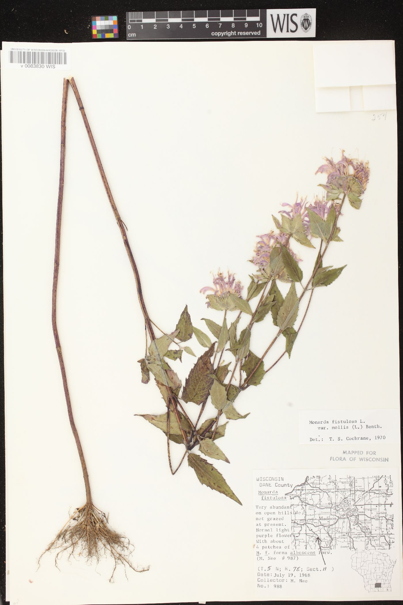 Monarda fistulosa subsp. fistulosa image