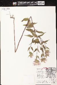 Monarda fistulosa subsp. fistulosa image