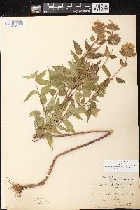 Monarda fistulosa subsp. fistulosa image