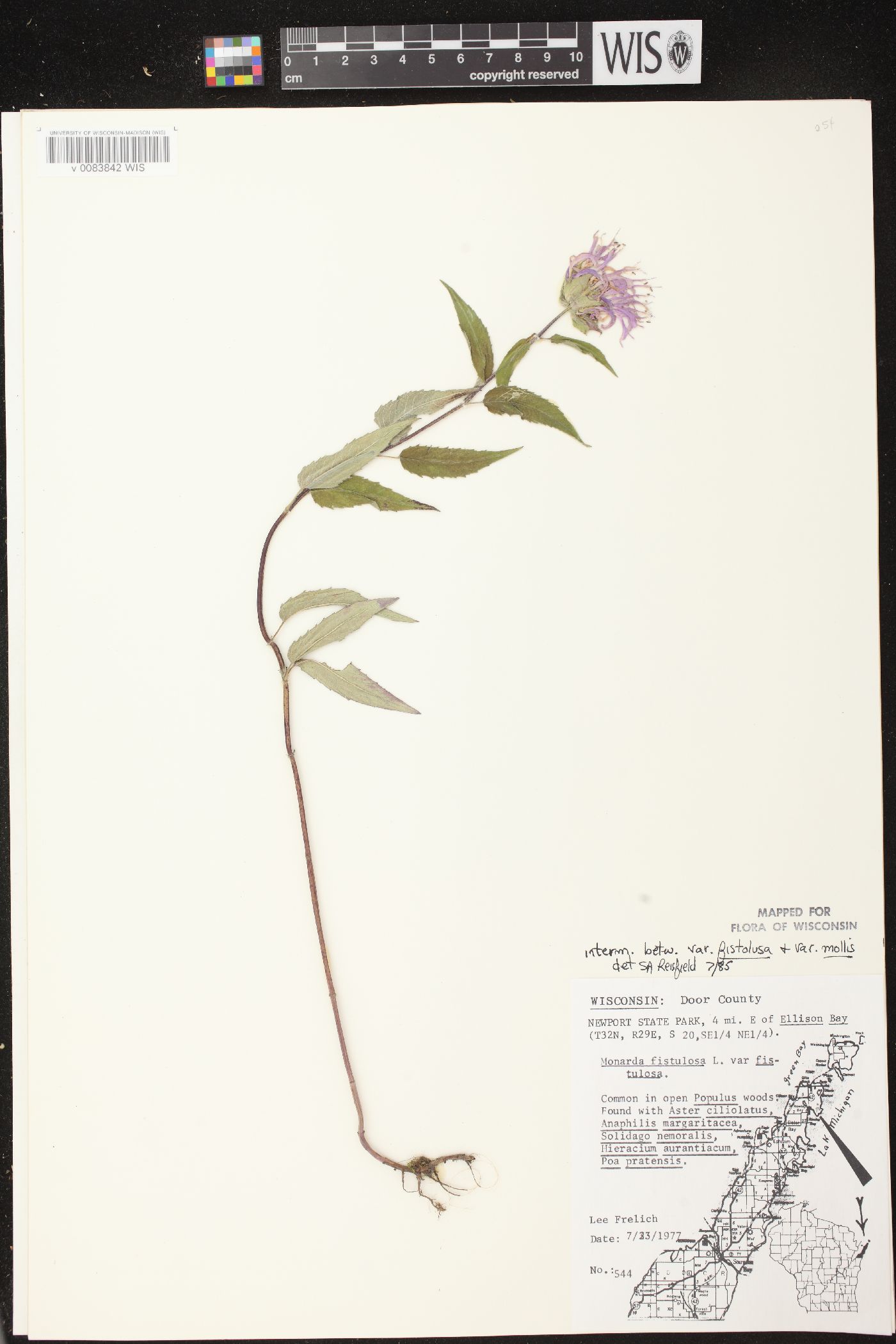 Monarda fistulosa subsp. fistulosa image