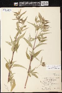 Monarda fistulosa subsp. fistulosa image