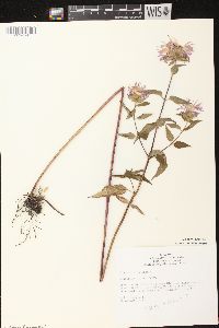 Monarda fistulosa subsp. fistulosa image