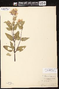 Monarda fistulosa subsp. fistulosa image