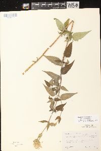 Monarda fistulosa subsp. fistulosa image