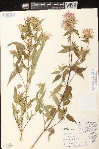 Monarda fistulosa subsp. fistulosa image