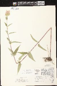 Monarda fistulosa subsp. fistulosa image