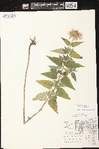 Monarda fistulosa subsp. fistulosa image