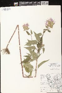 Monarda fistulosa subsp. fistulosa image