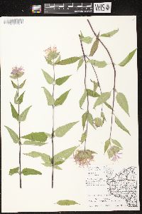 Monarda fistulosa subsp. fistulosa image