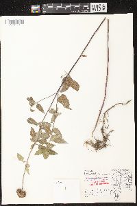 Monarda fistulosa subsp. fistulosa image