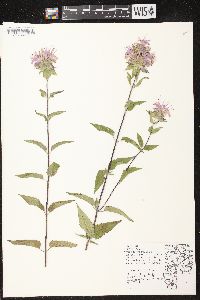 Monarda fistulosa subsp. fistulosa image