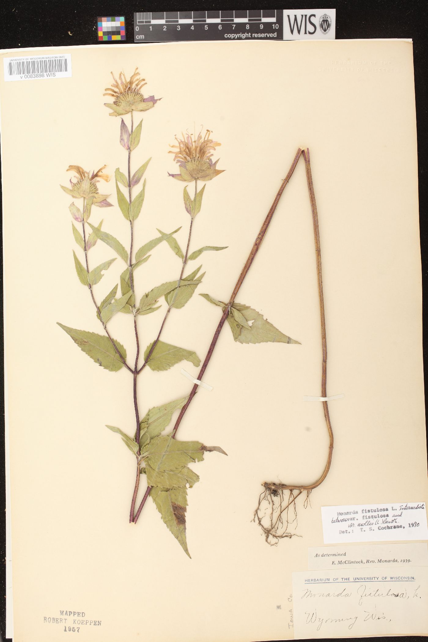 Monarda fistulosa subsp. fistulosa image