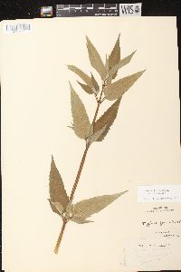 Monarda fistulosa subsp. fistulosa image