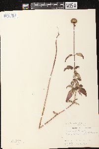 Monarda fistulosa subsp. fistulosa image