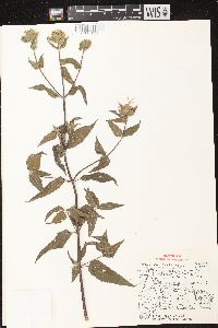 Monarda fistulosa subsp. fistulosa image