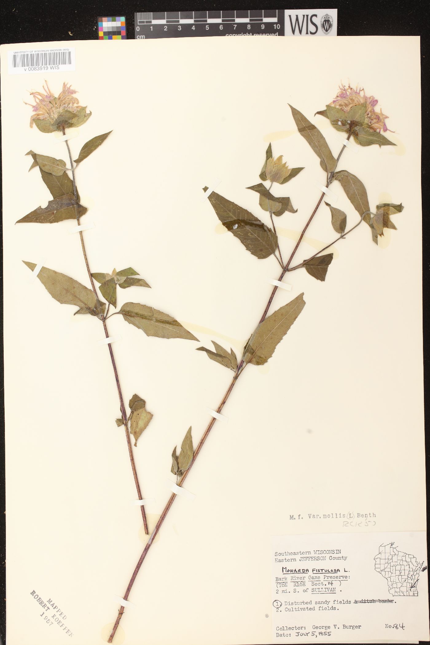 Monarda fistulosa subsp. fistulosa image