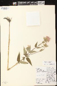 Monarda fistulosa subsp. fistulosa image