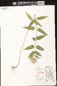 Monarda fistulosa subsp. fistulosa image