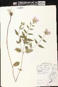 Monarda fistulosa subsp. fistulosa image