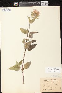 Monarda fistulosa subsp. fistulosa image