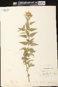 Monarda fistulosa subsp. fistulosa image