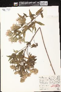 Monarda fistulosa subsp. fistulosa image