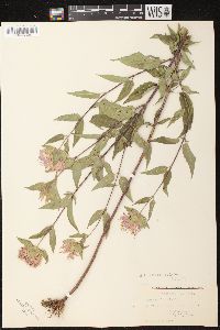 Monarda fistulosa subsp. fistulosa image