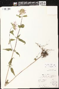 Monarda fistulosa subsp. fistulosa image