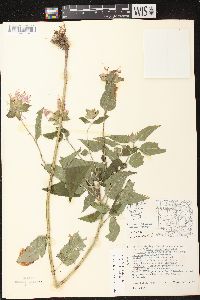 Monarda fistulosa subsp. fistulosa image