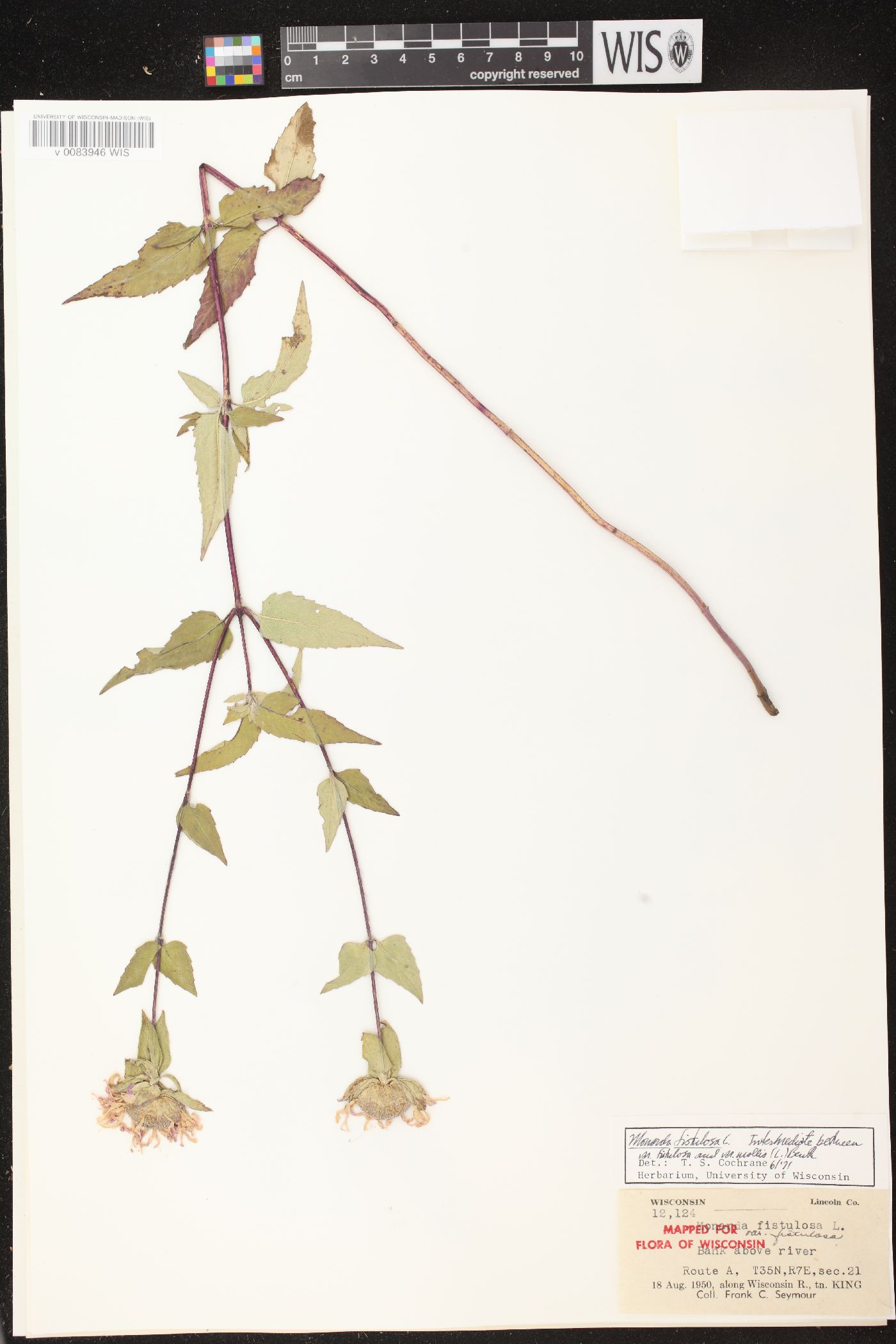 Monarda fistulosa subsp. fistulosa image