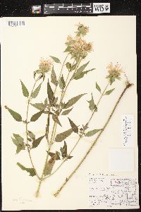 Monarda fistulosa subsp. fistulosa image