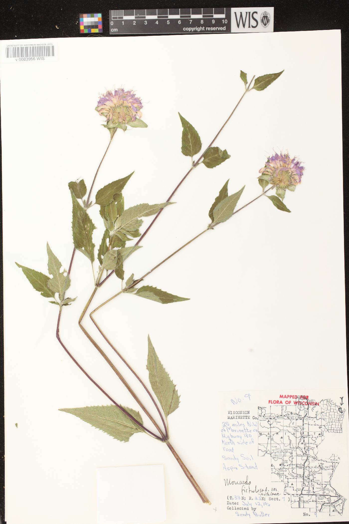 Monarda fistulosa subsp. fistulosa image