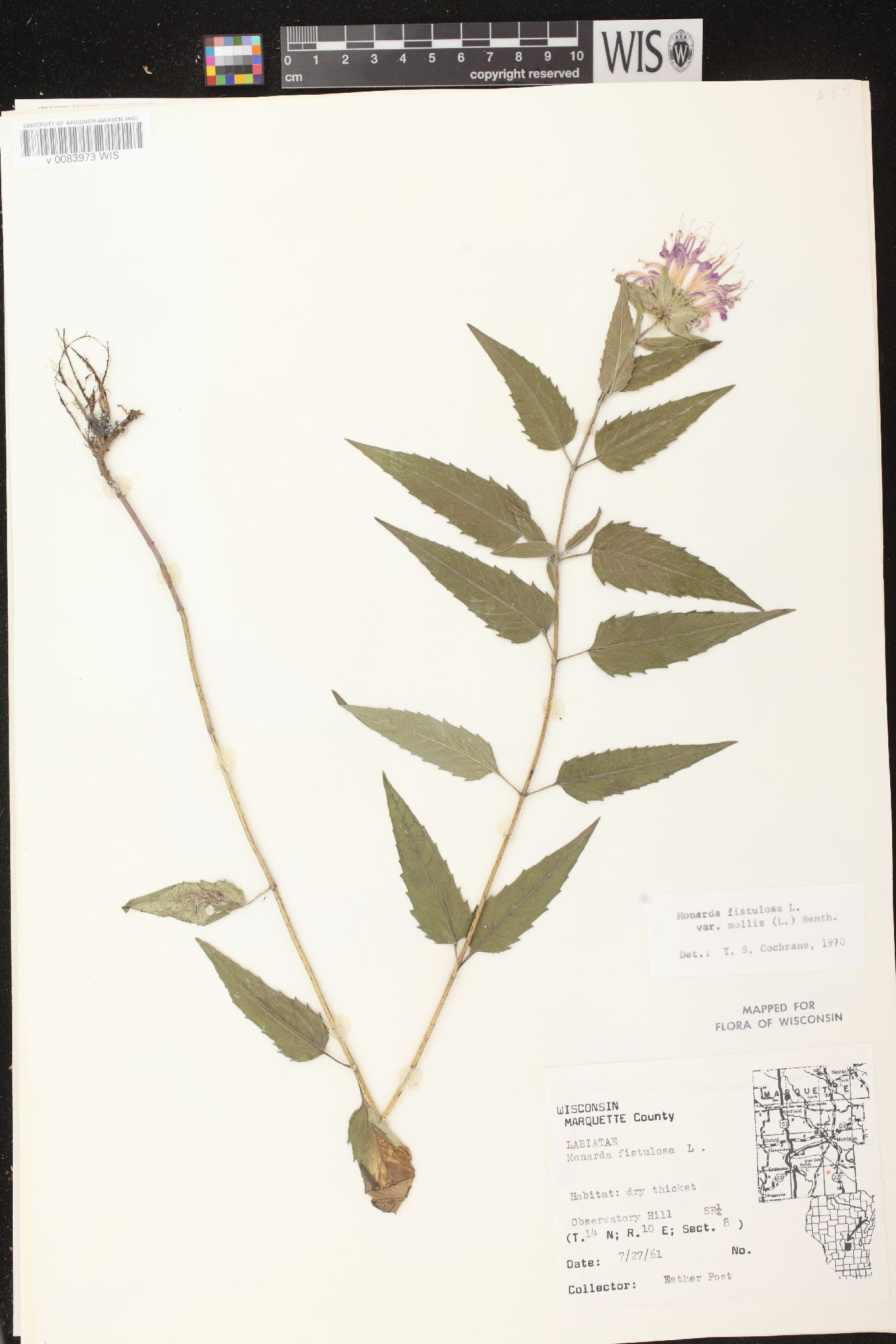 Monarda fistulosa subsp. fistulosa image