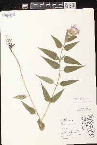 Monarda fistulosa subsp. fistulosa image