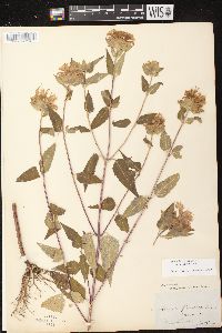 Monarda fistulosa subsp. fistulosa image