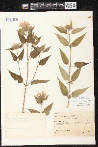 Monarda fistulosa subsp. fistulosa image