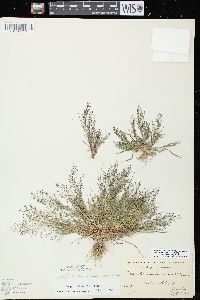 Eragrostis frankii image