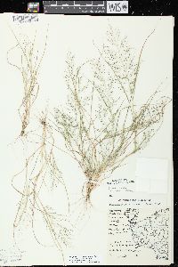 Eragrostis frankii image