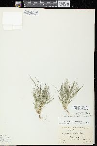 Eragrostis frankii image