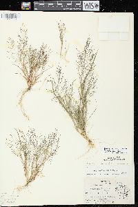 Eragrostis frankii image