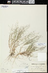 Eragrostis frankii image