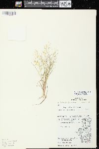 Eragrostis frankii image