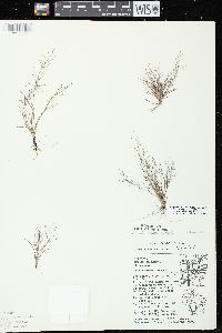 Eragrostis frankii image